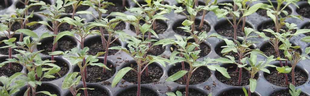 tomaten_jungpflanzen.jpg