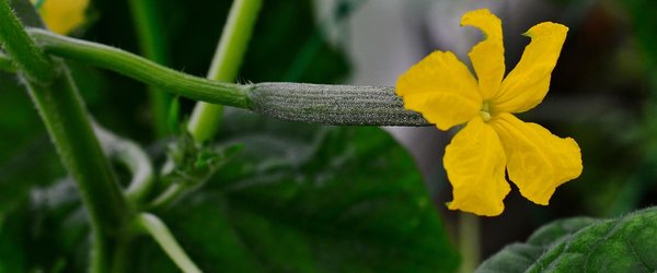 cucumber-4277290_1280