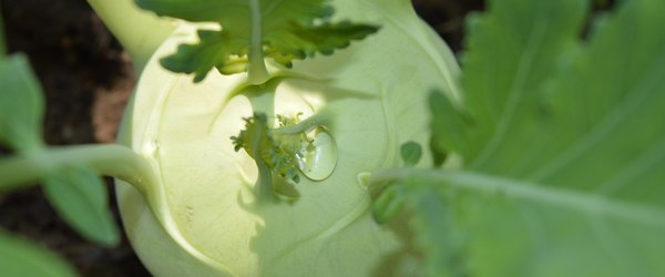 vegetables-5323696_1280